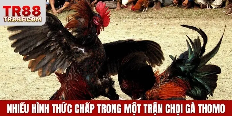 Có nhiều hình thức chấp trong một trận chọi gà Thomo