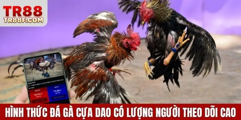 Hình thức đá gà cựa dao có lượng người theo dõi cao